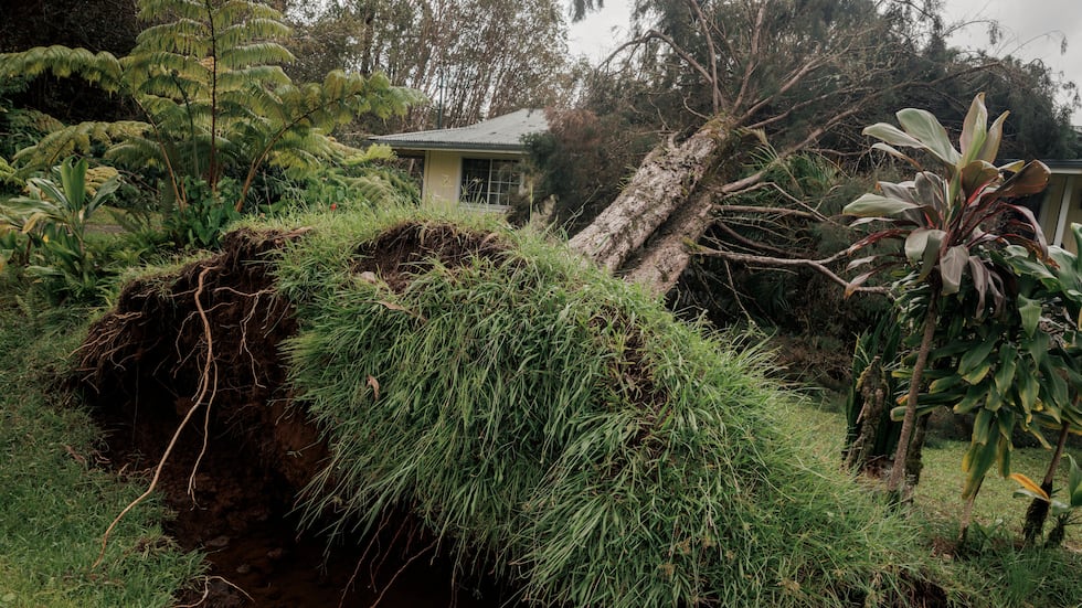 An uprooted tree falls on a home in Volcano, Hawaii, Sunday, Aug. 16, 2026, after a severe...