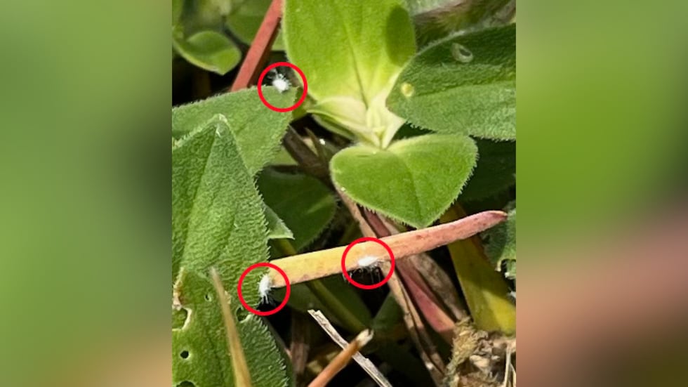 Pasture mealybug