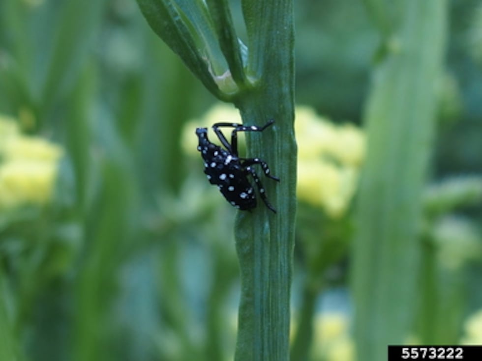 Officials say the spotted lanternfly is a statewide threat.