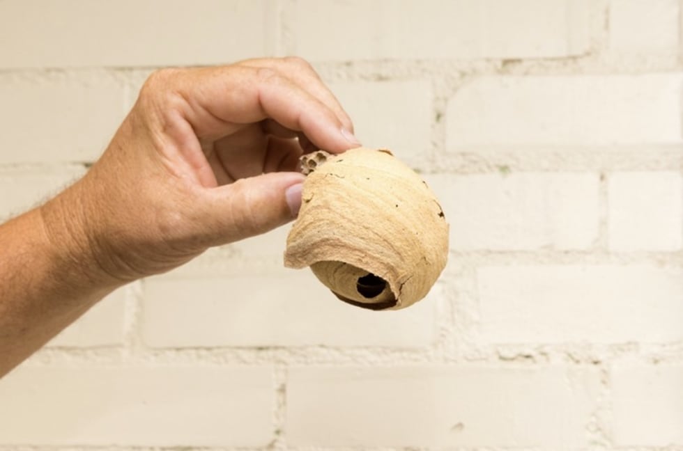 What you need to know about these invasive pests.