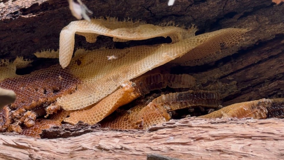 Massive, decades-old bee ‘super hive’ uncovered in Albany after tree falls, city officials say