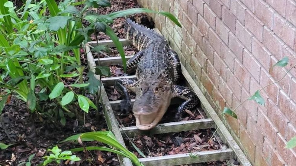 A alligator was relocated in Seminole County after it became an uninvited guest in the...