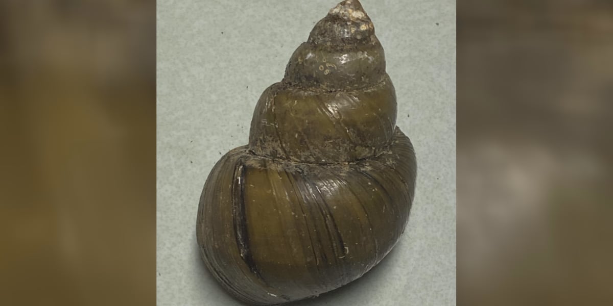 Invasive Snail Shells Ga. DNR finds invasive snails can harm environment and your health in SWGA
