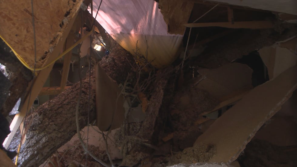 Albany man says he narrowly escaped serious injury when a tornado sent a large tree crashing...