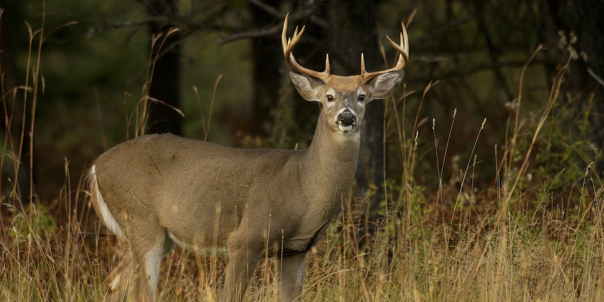 First case of fatal neurological disease found in Georgia White-Tailed Deer First case of fatal neurological disease found in Georgia White-Tailed Deer