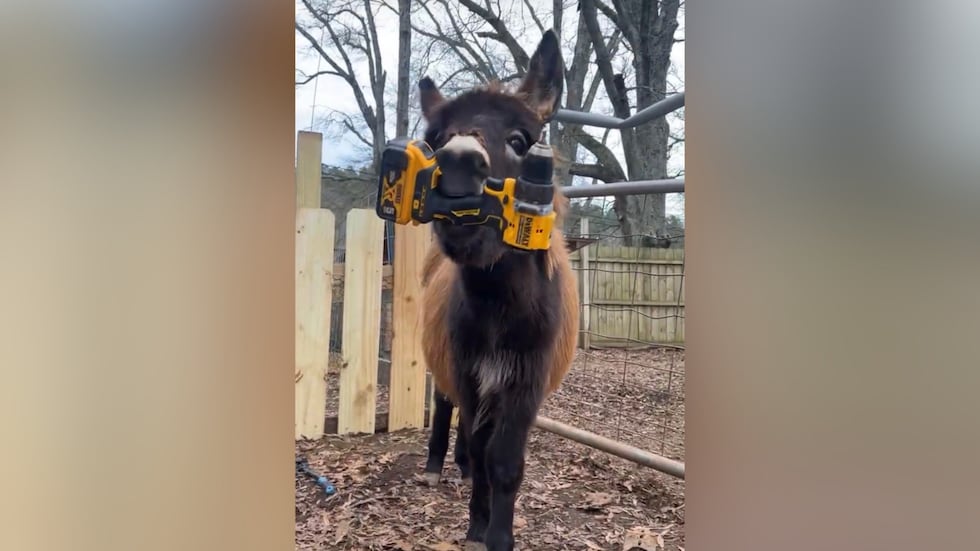 Hannah Israel said she had bottle-raised HeeHaw from birth inside her home. The baby donkey...