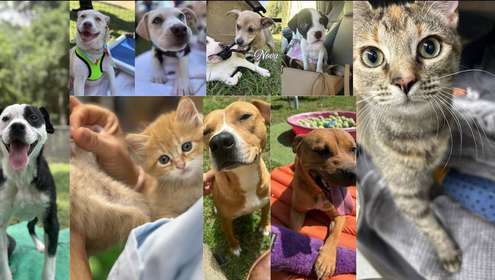 Shelter says animals face euthanasia due to limited space