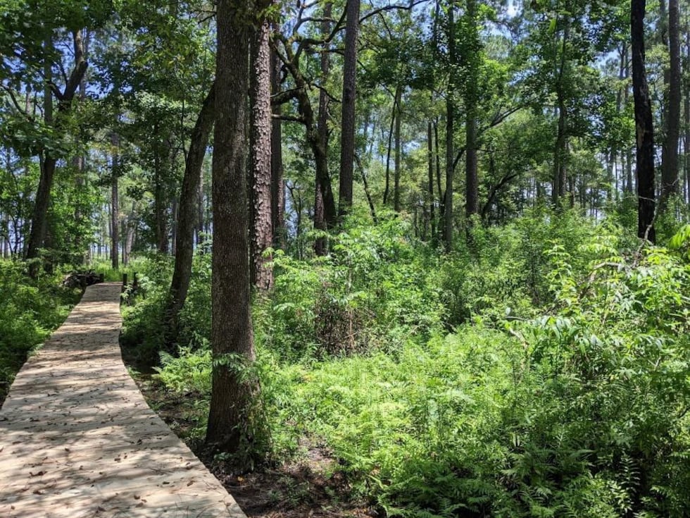 Boardwalk refurbished with a Wildlife Viewing Grant at ABAC's Nature Study Area Boardwalk (ABAC)
