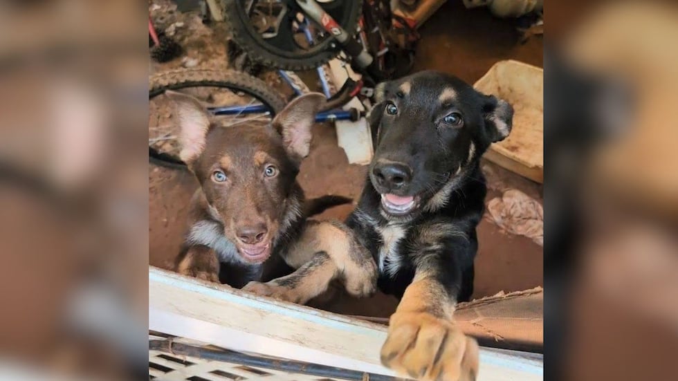 2 dogs recovered from ‘deplorable’ conditions in Lee County