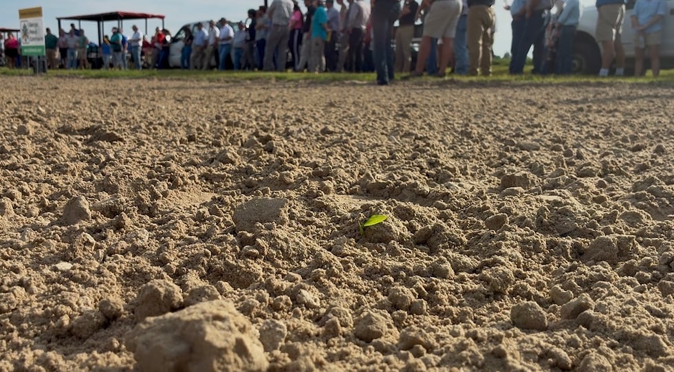 Cotton farmers in South Ga. race the clock to save a slower season