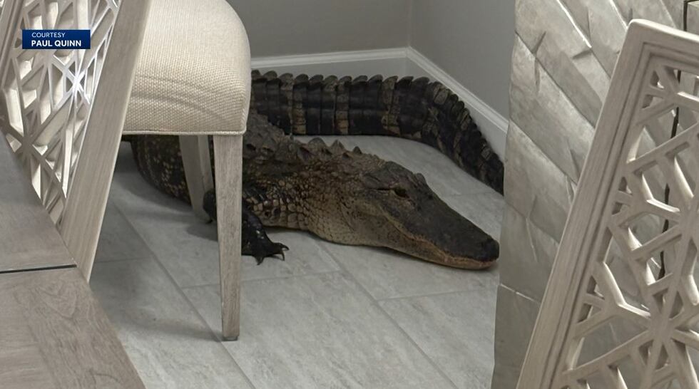 📢 7-Foot Alligator Invades Florida Couple's Kitchen – Unexpected Encounter & Safe Resolution