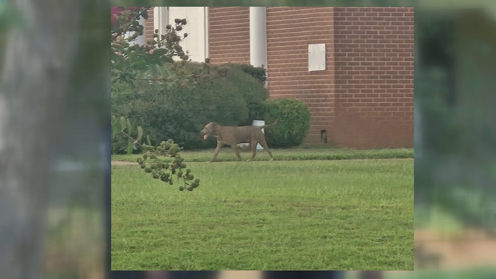 Americus Residents Raise Safety Concerns Over Stray Dog Attacks