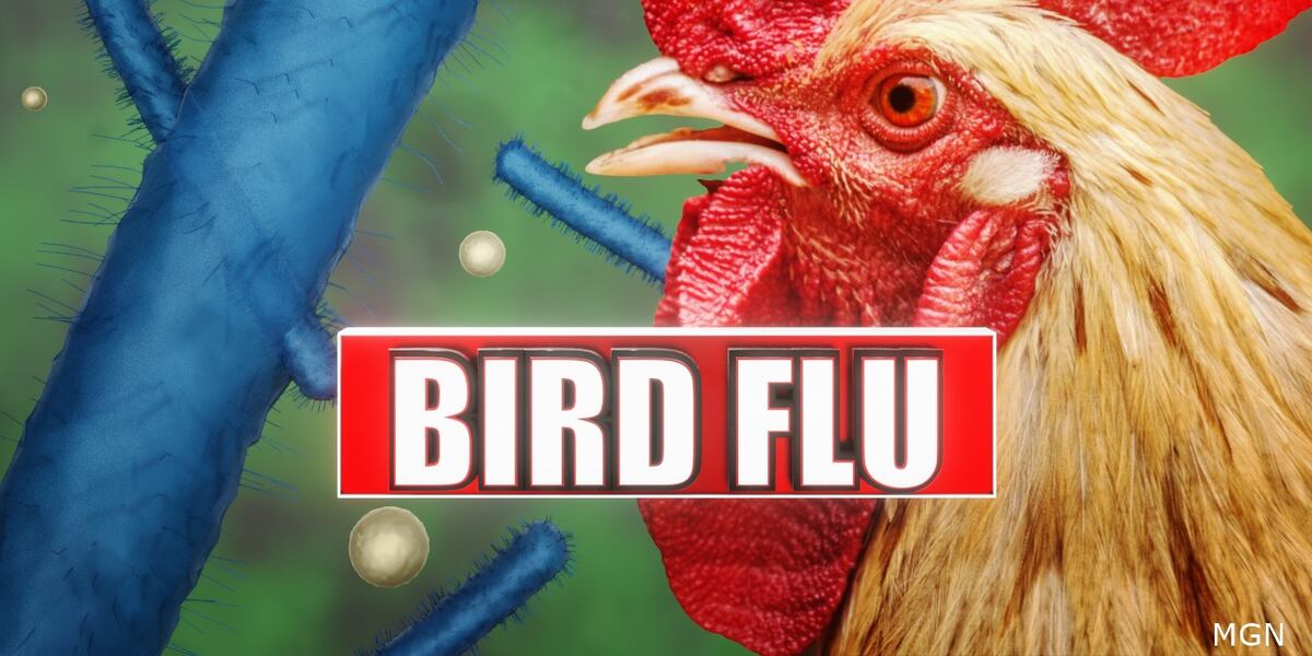 Should South Georgia be worried about potential impacts from the Bird Flu? Should South Georgia be worried about potential impacts from the Bird Flu?