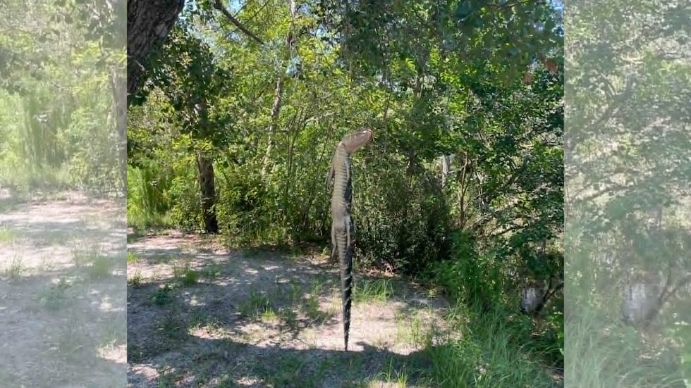 The Georgia Department of Natural Resources (DNR) Law Enforcement Division is investigating...