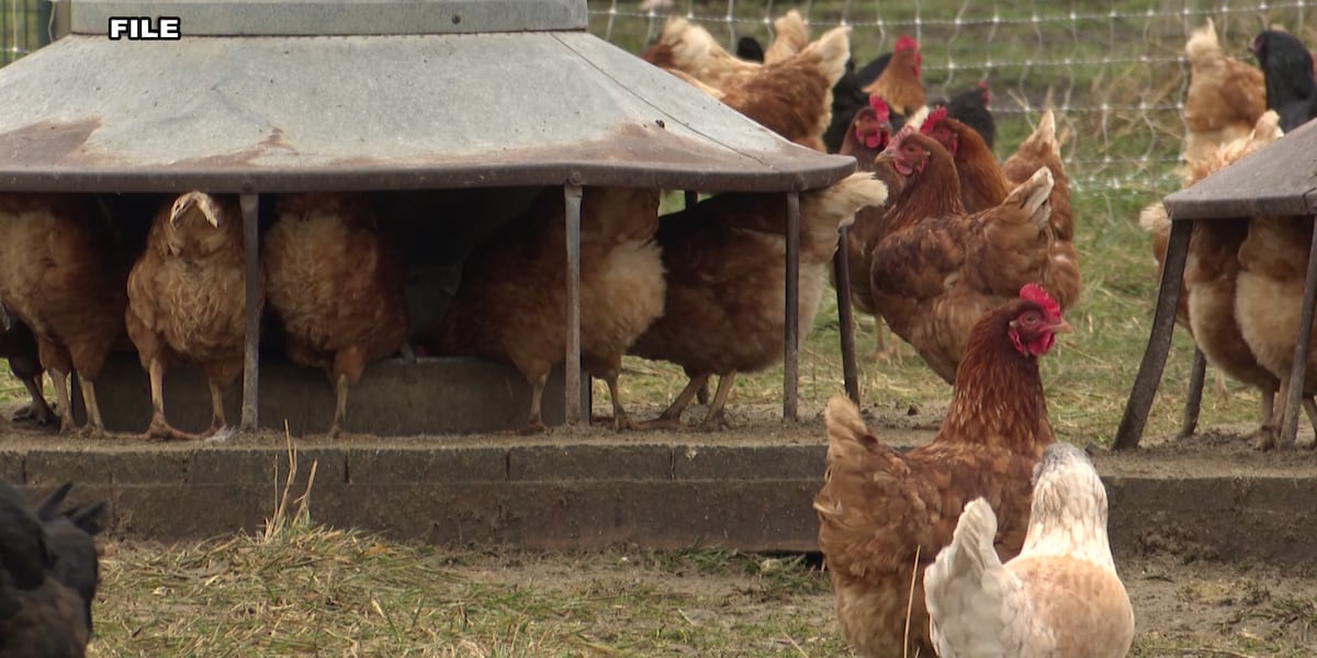 Georgia confirmed free of bird flu Georgia confirmed free of bird flu
