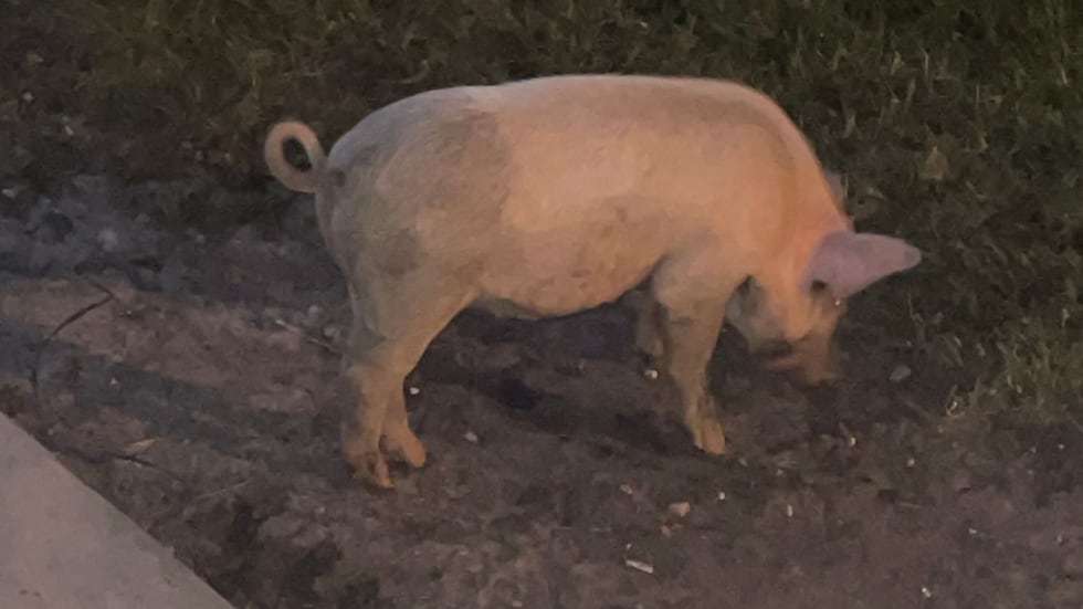 'Charlotte' had lived with the family for months