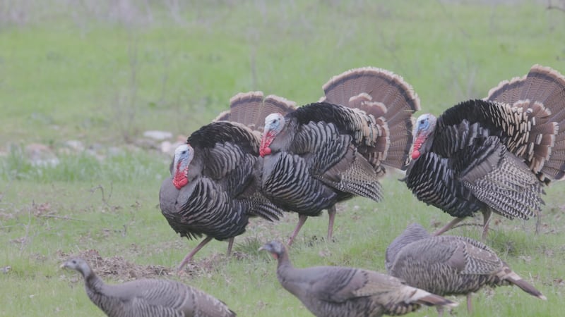 Turkeys in a field