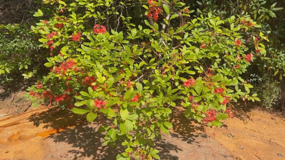 Providence Canyon is home to the plum leaf azalea, an endangered species found only in...