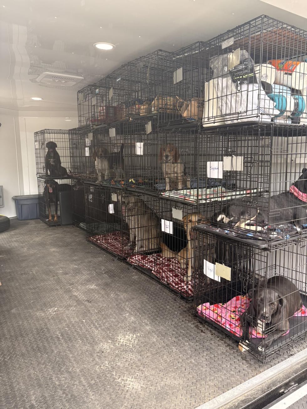 10 dogs evacuated from Brantley County, available for adoption