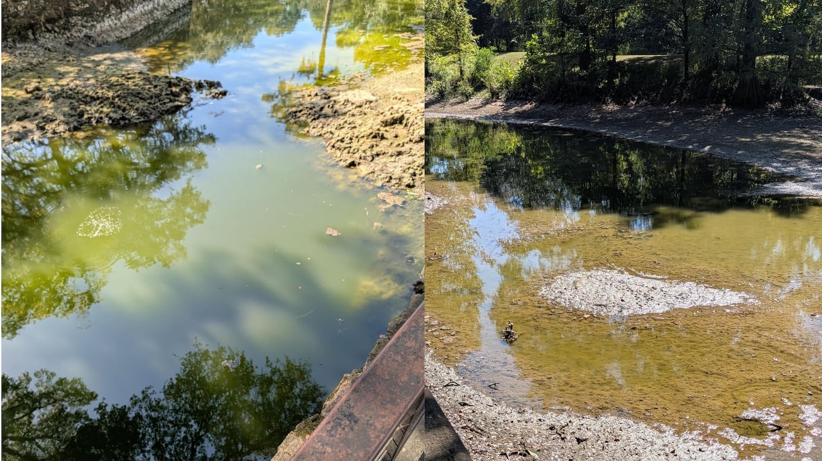 Dead fish no longer present