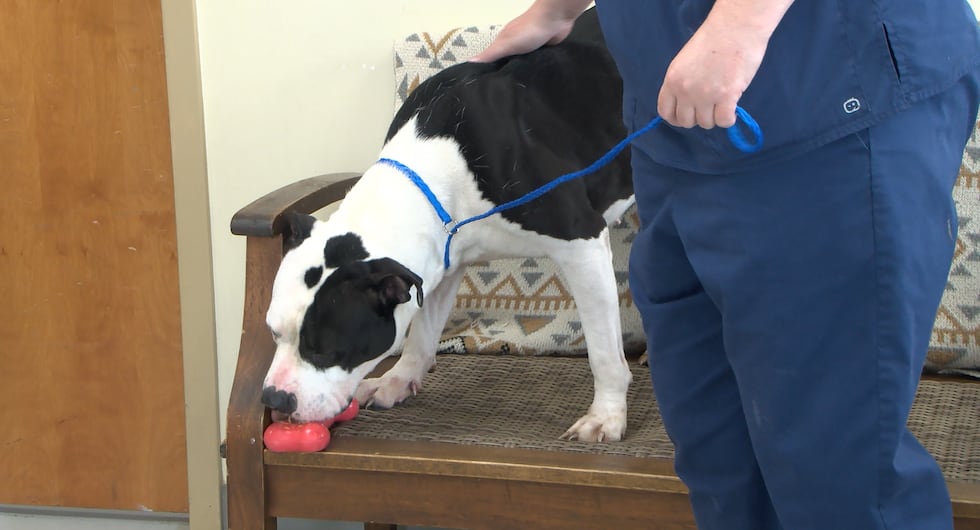 Layla at Lee County Animal Shelter - March 2026