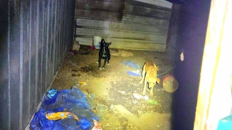 Albany Humane Society officials said eight flea-infested cats, eight malnourished dogs and two...