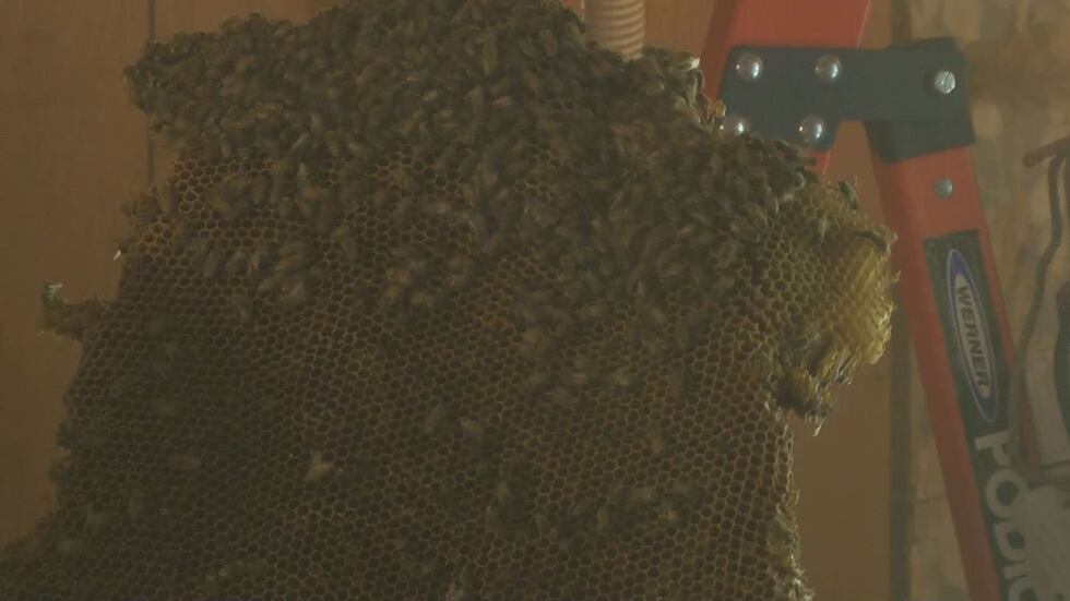 According to the family, the bees have called the house their home for more than 70 years...