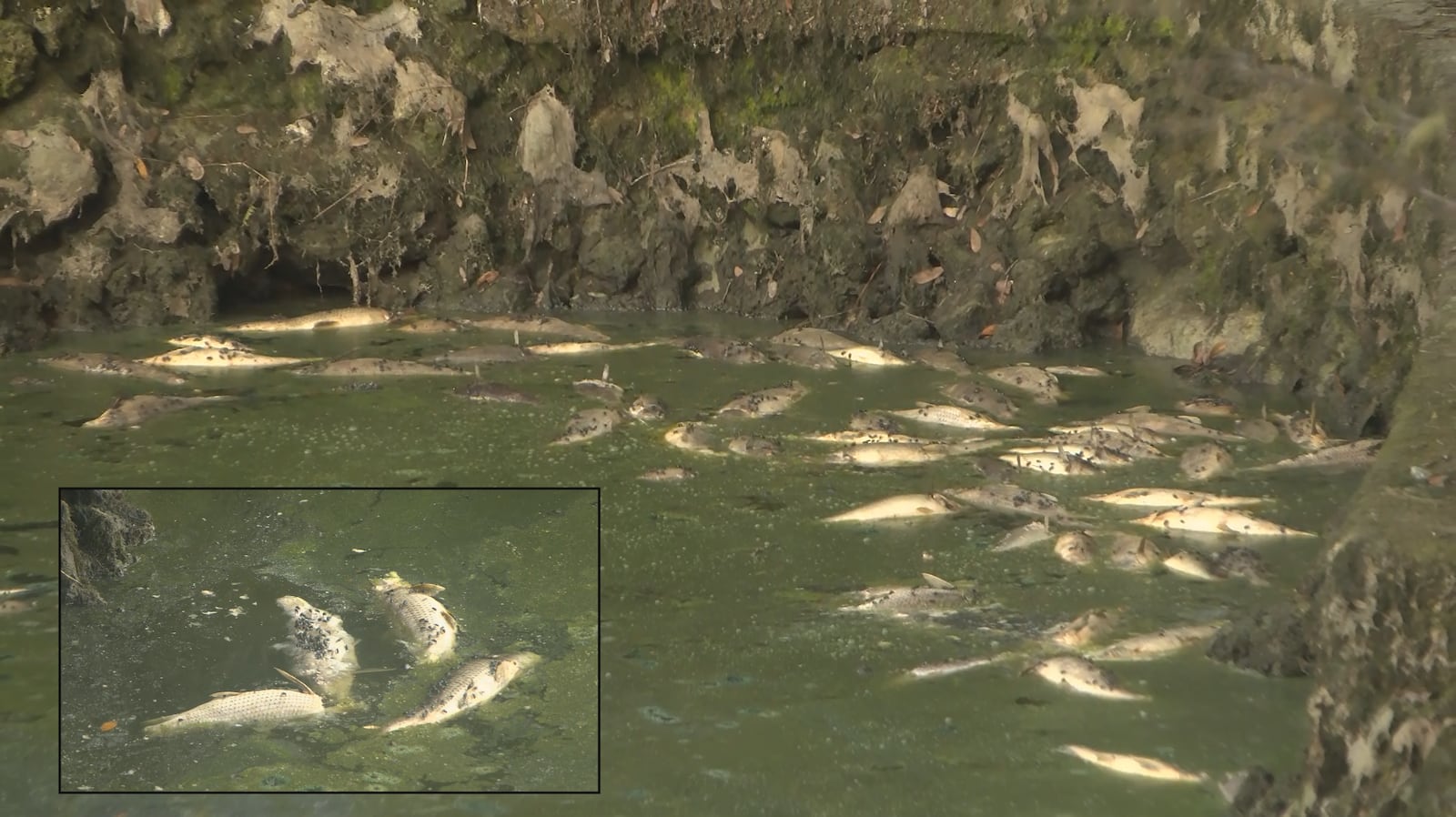 Dozens of dead fish reported at Radium Springs Garden
