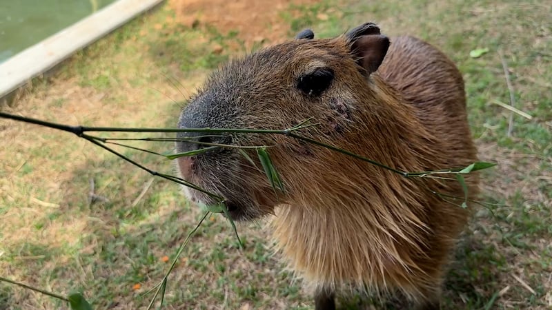 A capybara sniffing a potential snack