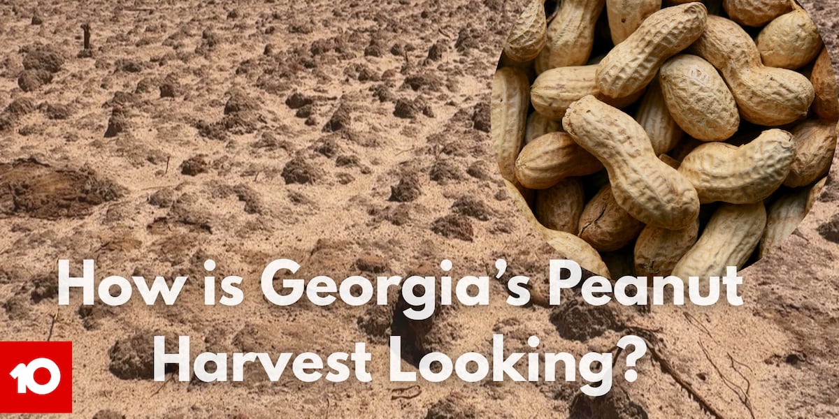 South Georgia growers prepare for peanut harvest amid field, global trade uncertainties