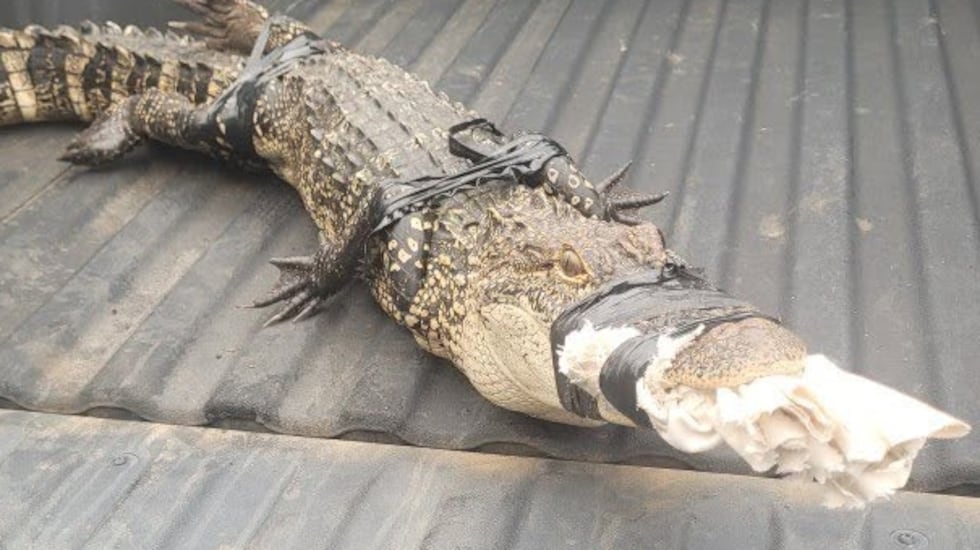 Sheriffs Deputies helped relocate this alligator to a nearby creek after it became a uninvited...