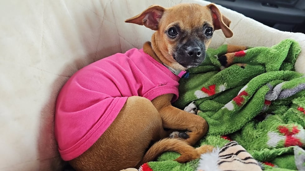 Monkey has been missing since Monday, July 28, when her owner was involved in a wreck on US-19...