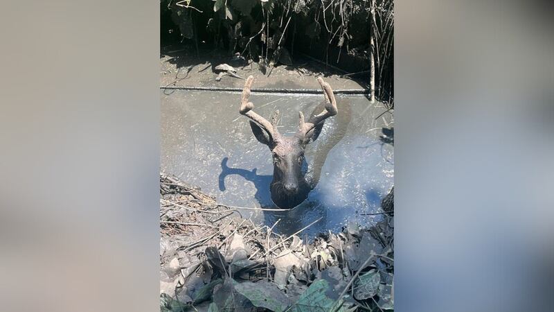 Deputies rescued a deer trapped in a sunken sewer tank.