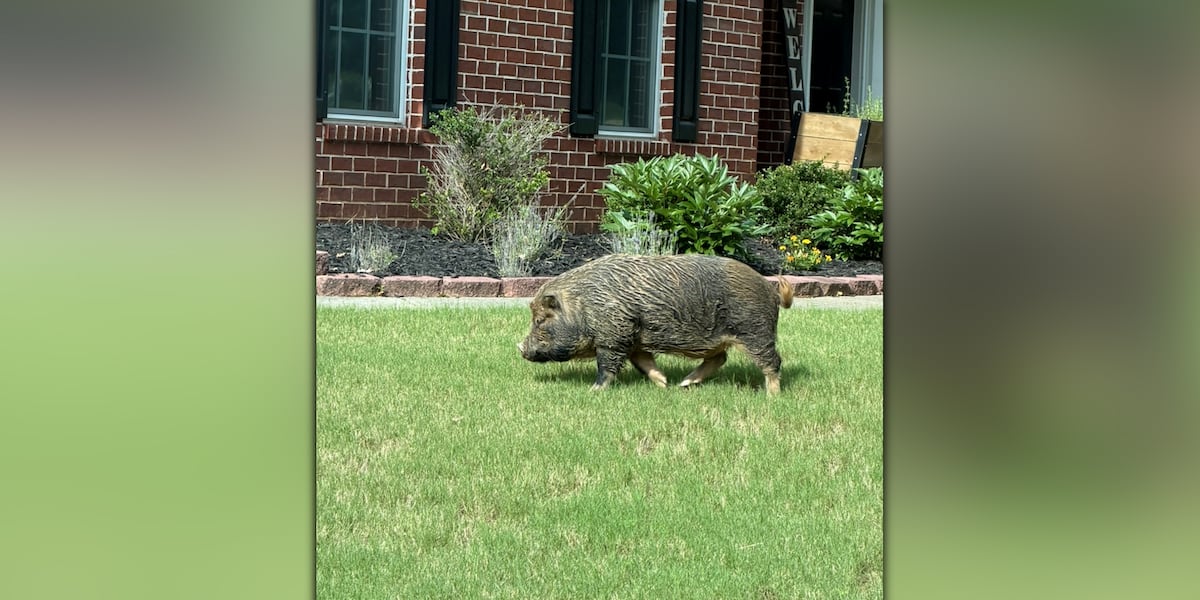 Mysterious roaming pig gains legend status in Atlanta