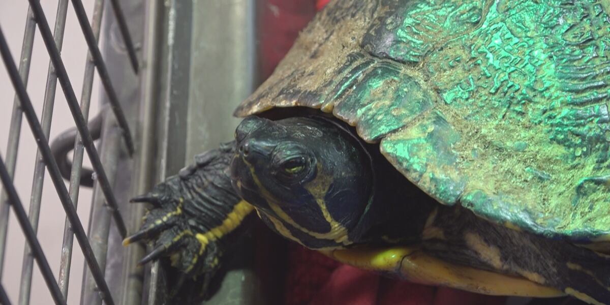 Conecting Turtle Connecting Kids to Conservation: The Sea Turtle’s Tale