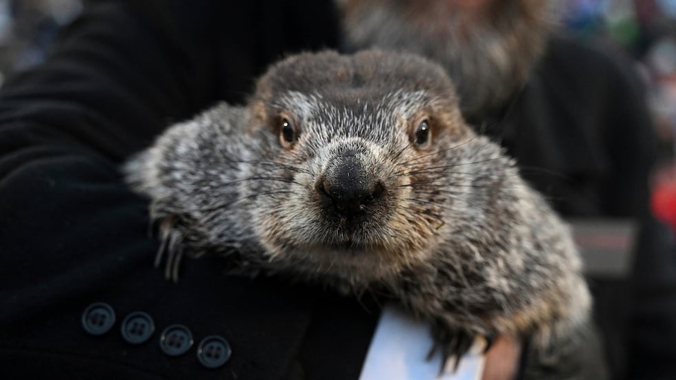 FILE - Groundhog Club handler A.J. Dereume holds Punxsutawney Phil, the weather...