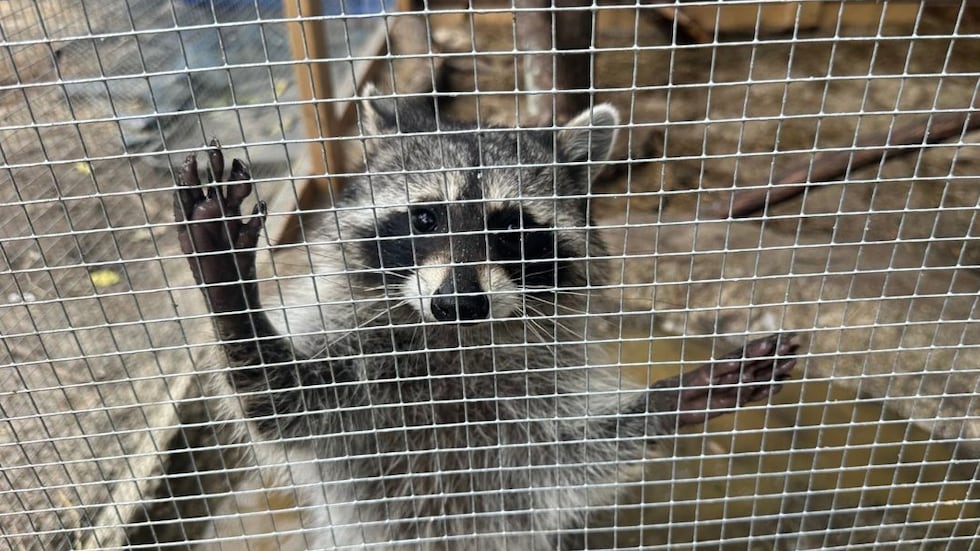 Racoon pictured at Steadfast Wildlife Rescue Rehab in Tifton in February 2025.