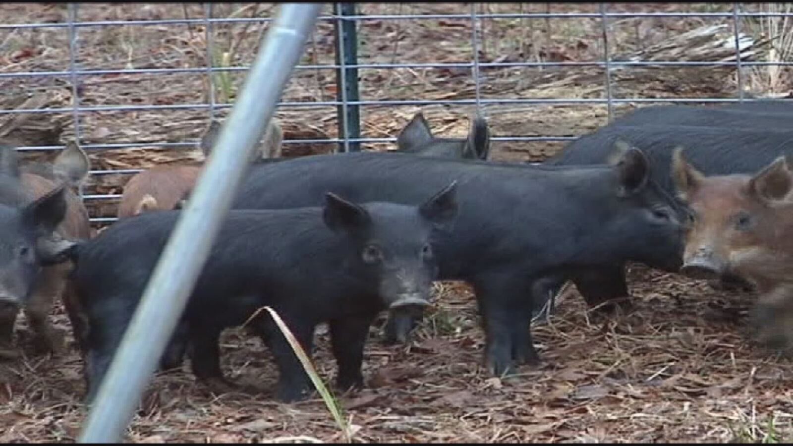 Officials warn hunters about diseases carried by wild hogs