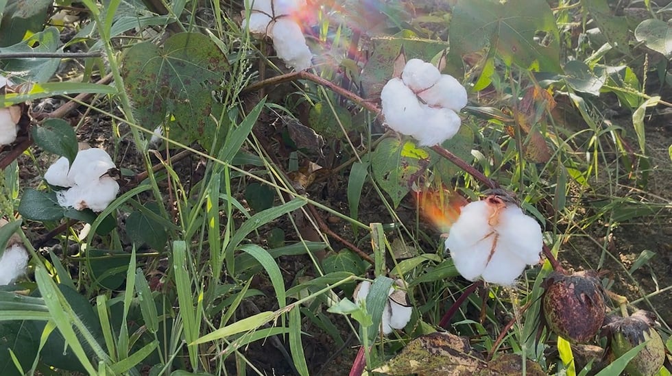 Cotton farmers in South Ga. race the clock to save a slower season