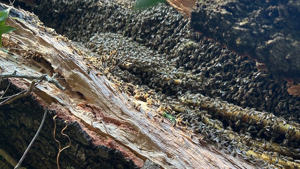 Massive, decades-old bee ‘super hive’ uncovered in Albany after tree falls, city officials say