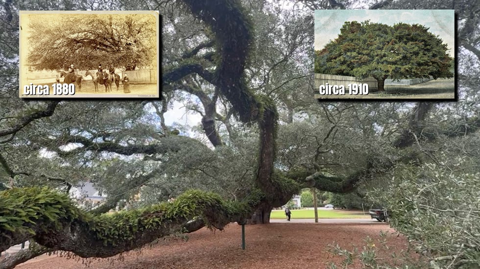 Thomasville’s Big Oak has survived for centuries, but city crews and arborists say modern...