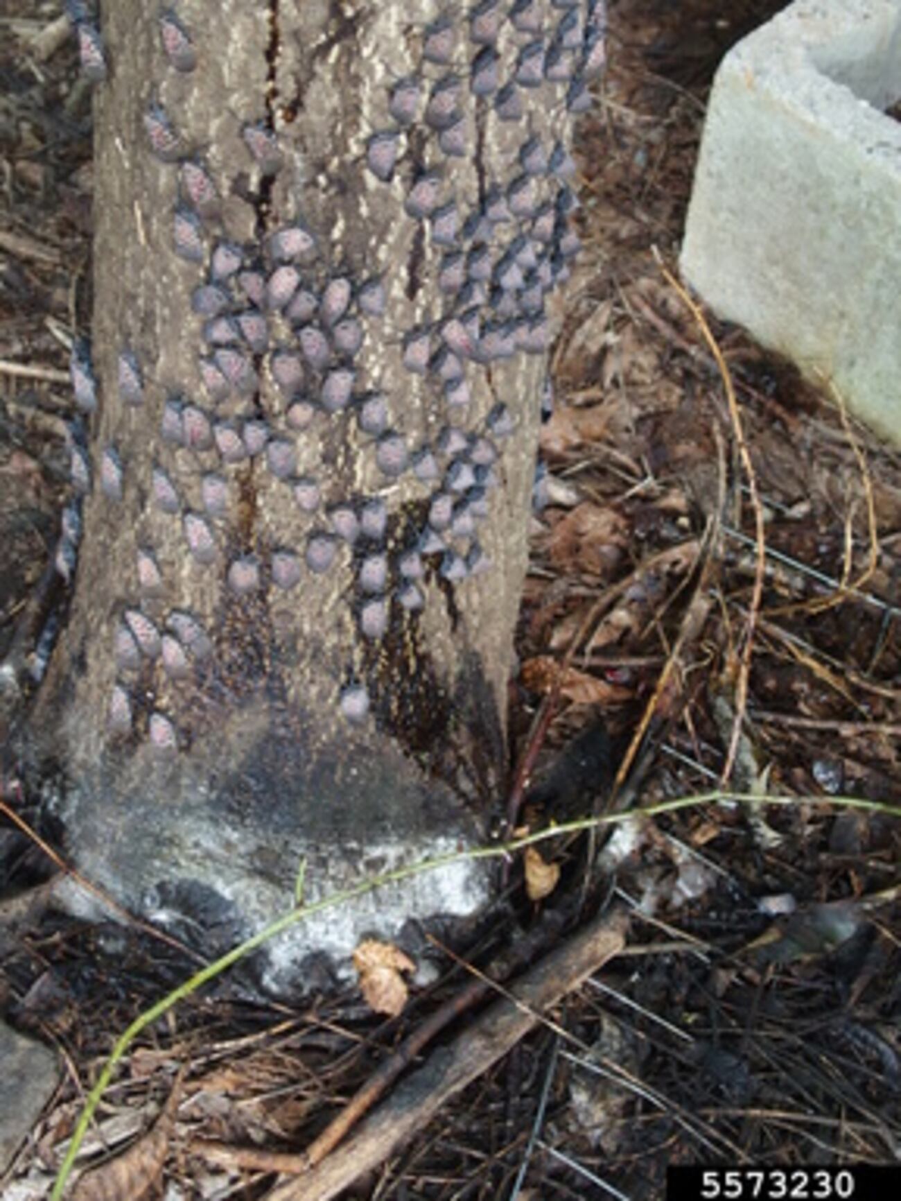 Georgia Invasive Insect State Dept. of Agriculture asking for help with invasive insect