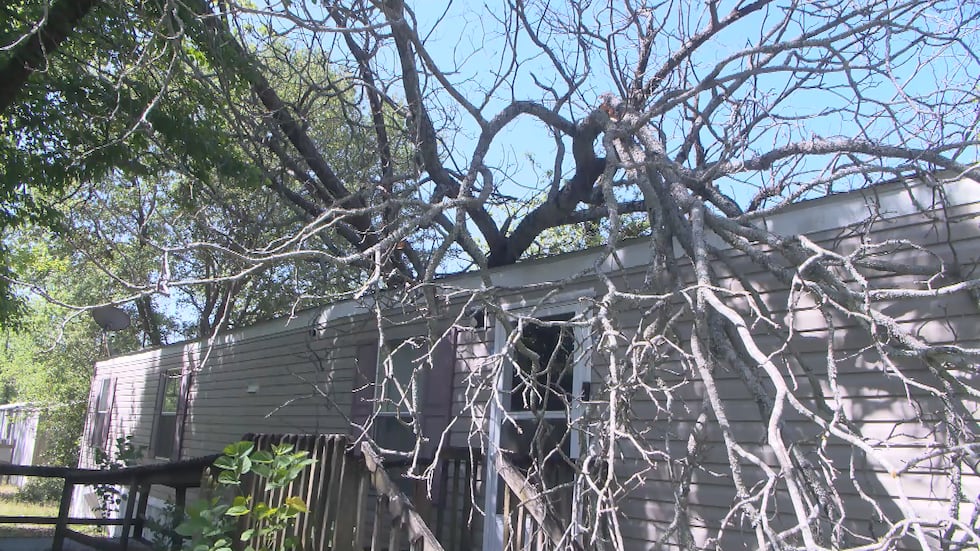 Albany man says he narrowly escaped serious injury when a tornado sent a large tree crashing...
