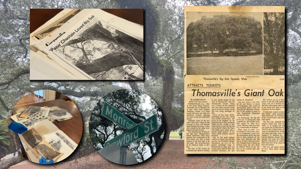 Thomasville’s Big Oak has survived for centuries, but city crews and arborists say modern...