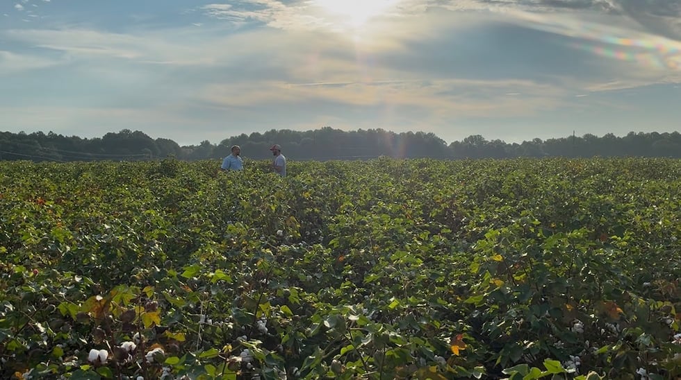 Cotton farmers in South Ga. race the clock to save a slower season