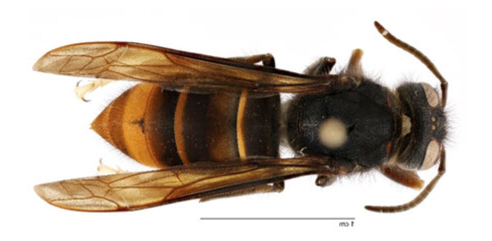 What you need to know about these invasive pests.