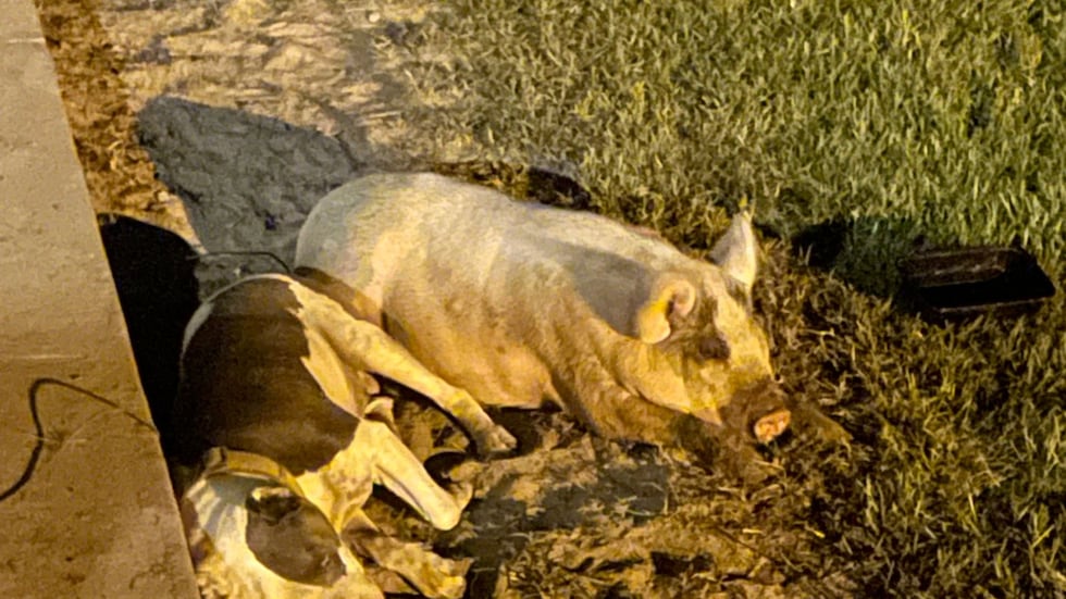 'Charlotte' had lived with the family for months