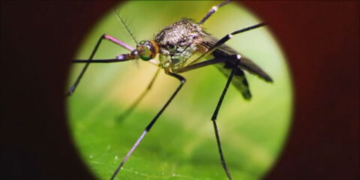 2 people hospitalized in Albany with West Nile virus; hospital urges precautions - WALB