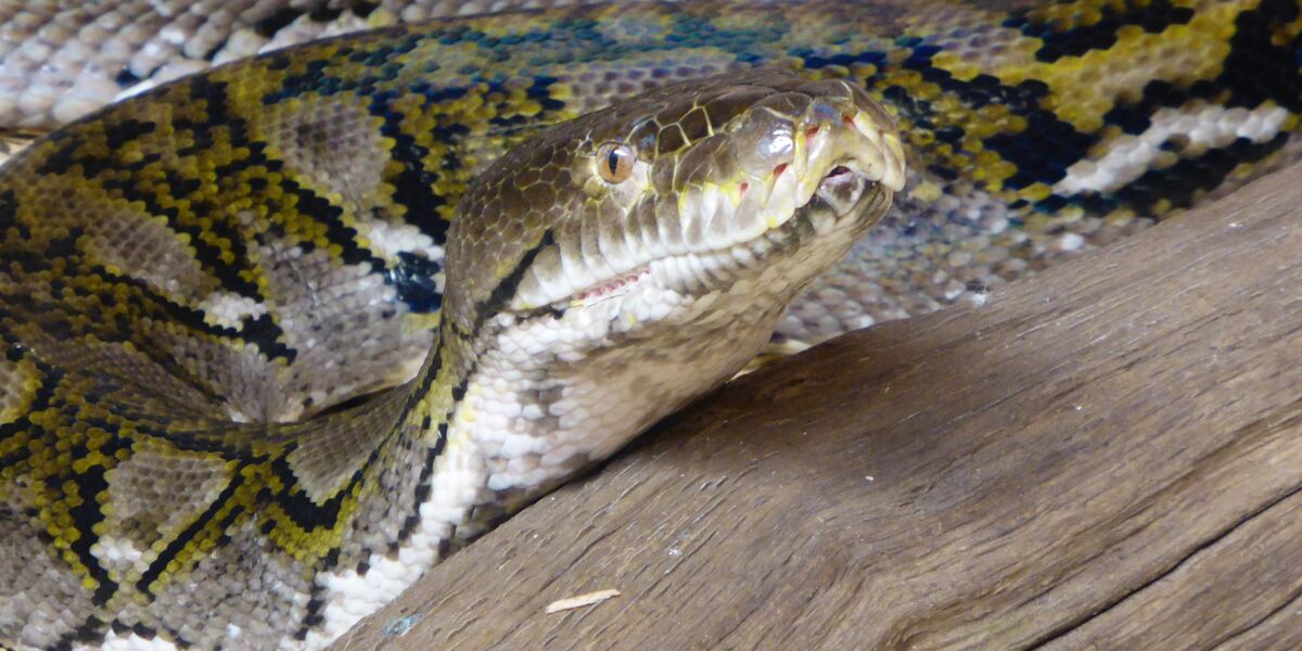 Dead Python Brown Woman found dead inside python’s belly, swallowed whole, reports say