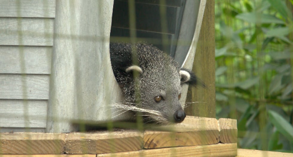 A new animal at the Chehaw Zoo is drawing attention from visitors.